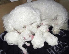 bichon puppy