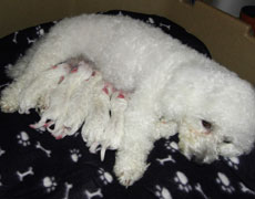 bichon puppy3