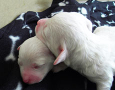 bichon puppy