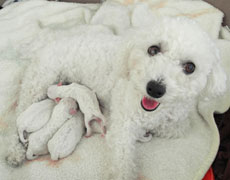 bichon8