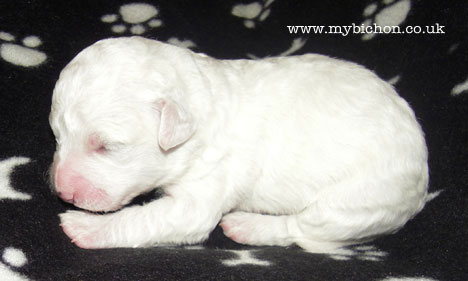 Bichon Puppies