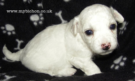 Bichon Puppy 3 weeks old