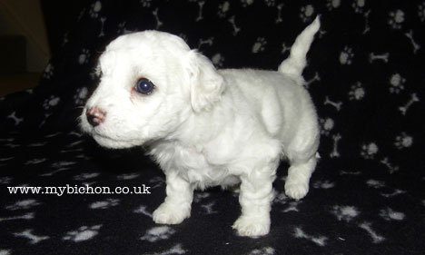 Bichon puppy 4 weeks old