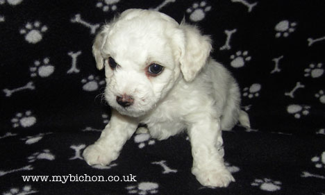 Bichon Frise puppy 5 weeks old