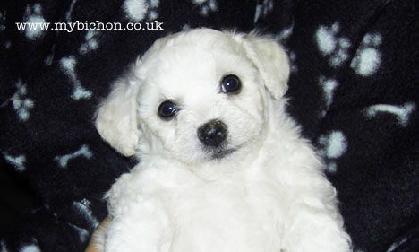 6 week old bichon puppy