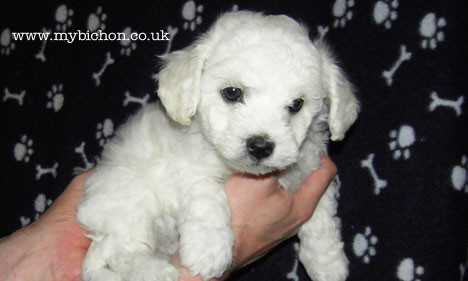 Bichon Frise puppy 7 weeks old