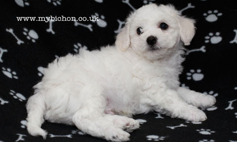 Bichon Frise puppy 8 weeks old