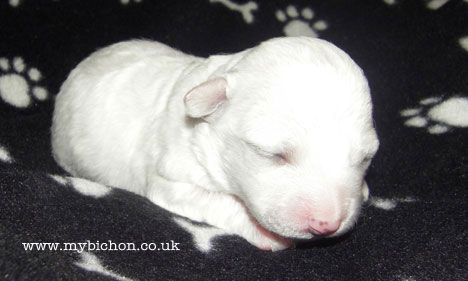 Bichon Puppies