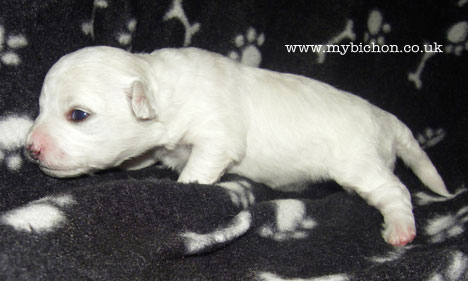 bichon puppy 2 weeks old