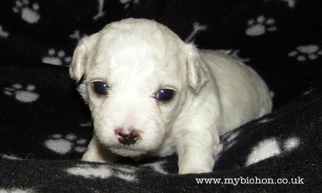 Bichon puppy 3 weeks old