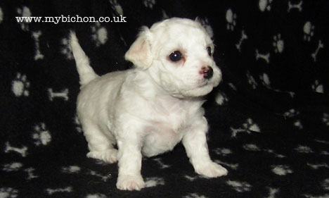 Bichon puppy 4 weeks old