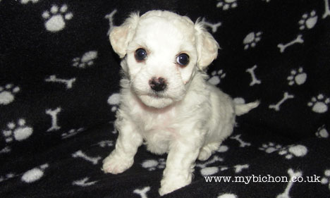 Bichon Frise 5 weeks old