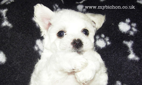 6 week old bichon puppy