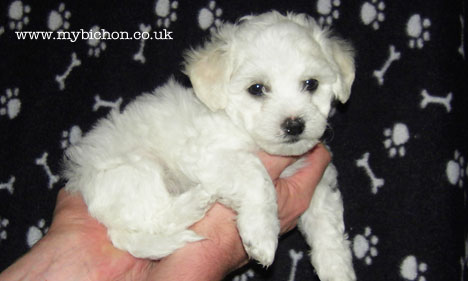 Bichon Frise puppy 7 weeks old