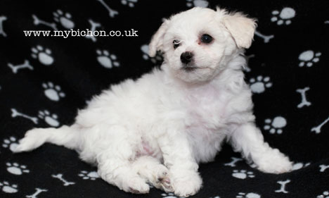 Bichon Frise puppy 8 weeks old