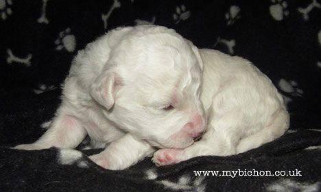 Bichon Puppies