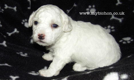 Bichon puppy 3 weeks old