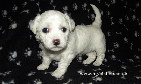 Bichon puppy 4 weeks old