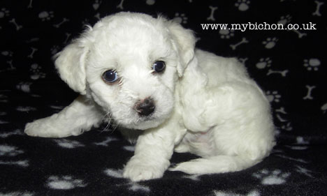 Bicho Frise puppy 5 weeks old