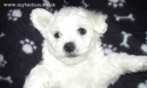 6 week old bichon puppy