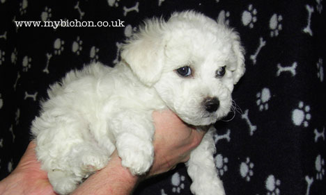 Bichon Frise puppy 7 weeks old