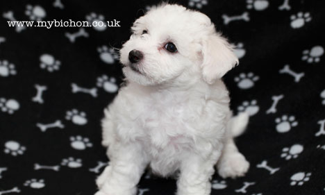 Bichon Frise puppy 8 weeks old