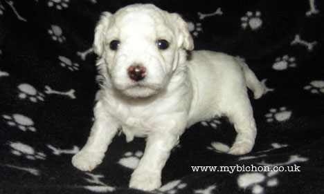 Bichon puppy 3 weeks old