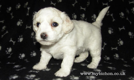 Bichon puppy 4 weeks old