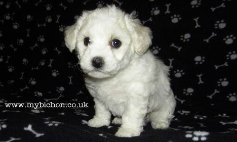 Bichon Frise puppy 5 weeks old