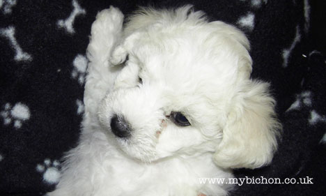 6 week old bichon puppy