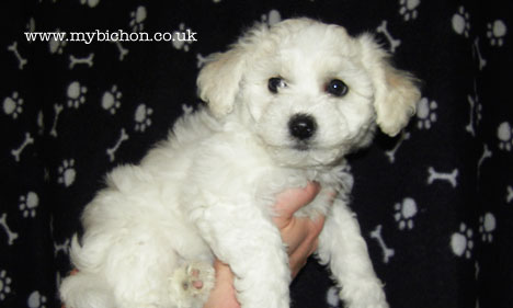 Bichon Frise puppy 7 weeks old