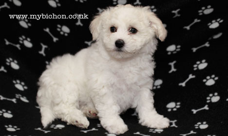 Bichon Frise puppy 8 weeks old