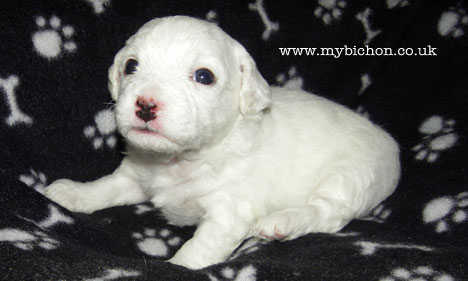 Bichon puppy 3 weeks old