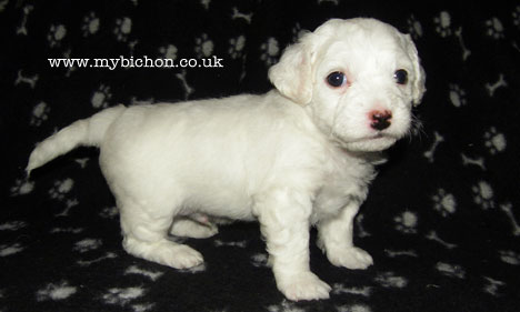 Bichon Puppy 4 Weeks Old