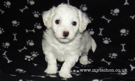 Bichon Frise puppy 5 weeks old