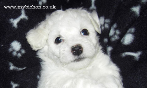 6 week old bichon puppy