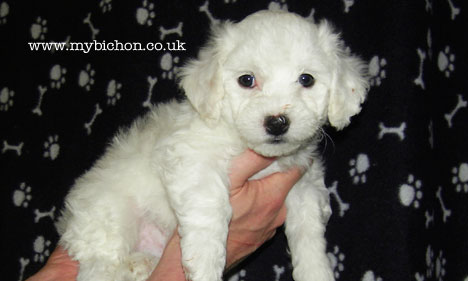 Bichon Frise puppy 7 weeks old