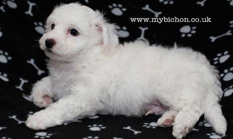 Bichon Frise puppy 8 weeks old