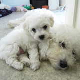 Bichon puppy