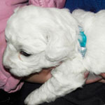 bichon puppy