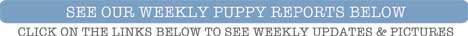 Bichon Puppy Reports