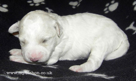 Bichon Puppies