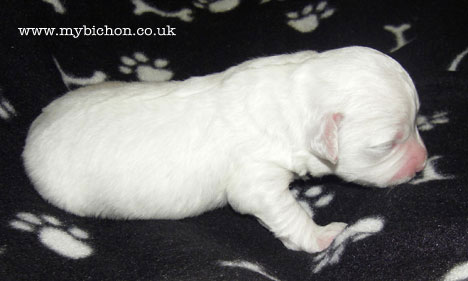 Bichon Puppies