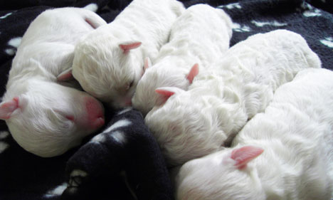 Bichon Puppies