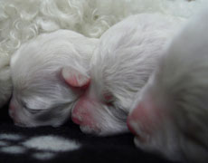 bichon puppy