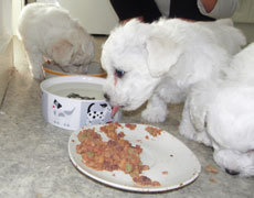 holding bichon puppy