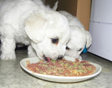 10 day old bichon frise pups