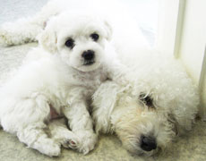 holding bichon puppy