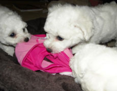 10 day old bichon frise pups