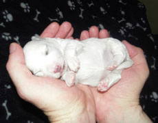 holding bichon puppy